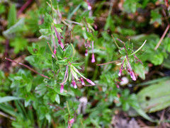 Epilobium denticulatum