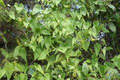 Dioscorea sylvatica sylvatica