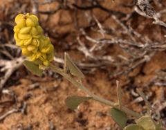 Manochlamys albicans