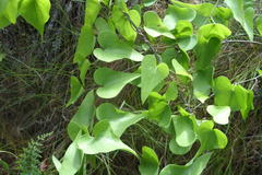 Dioscorea sylvatica sylvatica