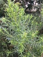 Olearia glutinosa
