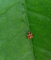 Harmonia axyridis