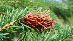 Pineus similis