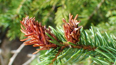 Pineus similis