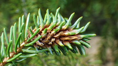 Pineus similis