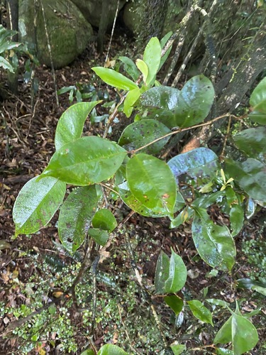 Image of Syzygium nebulosum by (c) Greg Tasney, some rights reserved (CC BY-SA)