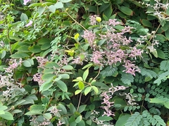 Congea tomentosa