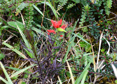 Castilleja fissifolia