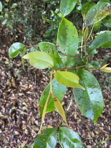 Image of Syzygium nebulosum by (c) Greg Tasney, some rights reserved (CC BY-SA)