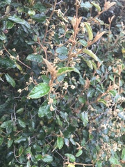 Pomaderris paniculosa paralia