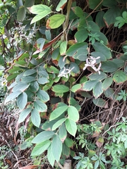 Congea tomentosa