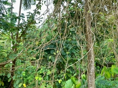 Congea tomentosa
