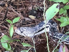 Pituophis melanoleucus melanoleucus