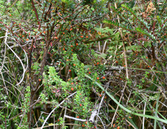 Galium hypocarpium