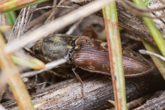 Prosternon bombycinum