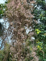 Congea tomentosa