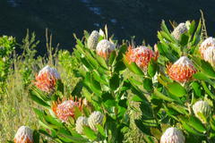 Leucospermum glabrum