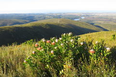 Leucospermum glabrum
