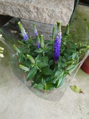 Veronica linariifolia