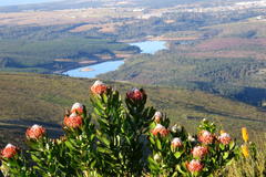 Leucospermum glabrum