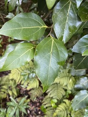 Cryptocarya foveolata