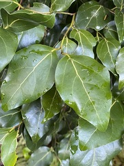 Cryptocarya foveolata