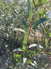 Salix alba