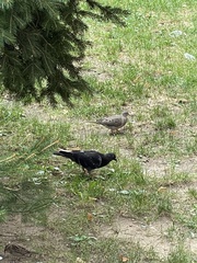 Columba livia domestica