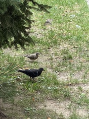 Columba livia domestica