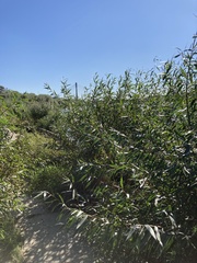 Salix alba