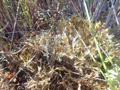 Cladonia incerta