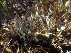Cladonia incerta
