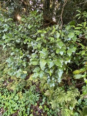 Cryptocarya foveolata