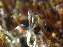 Cladonia incerta