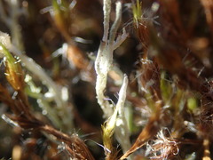 Cladonia incerta