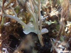 Cladonia incerta