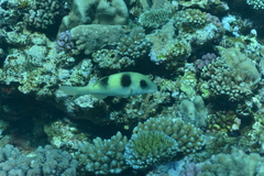 Parupeneus crassilabris