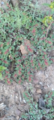 Euphorbia indivisa