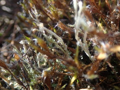 Cladonia incerta