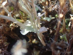 Cladonia incerta