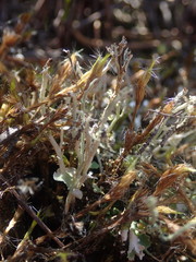 Cladonia incerta