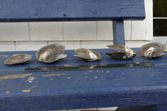 Anodonta nuttalliana