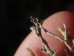 Cladonia incerta