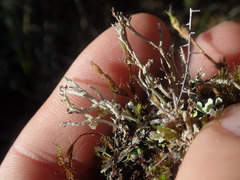 Cladonia incerta