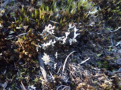 Cladonia incerta