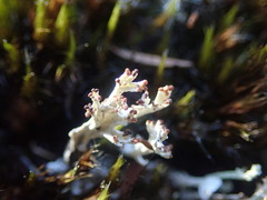 Cladonia incerta