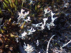 Cladonia incerta