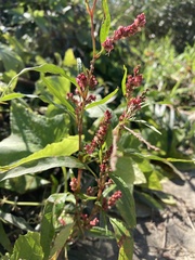 Persicaria