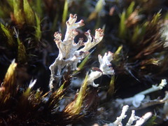 Cladonia incerta