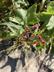Persicaria